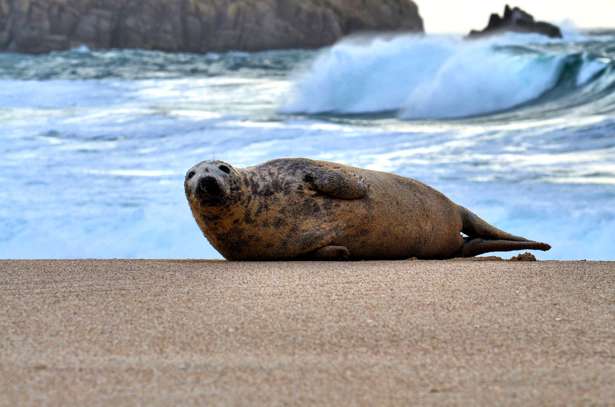 Look Out For Porthcurno's Friendly Neighbourhood Seal!